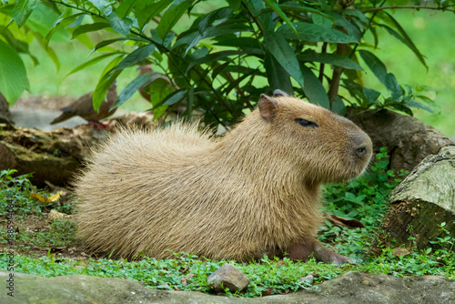 Sideview of a lying Capybara looking away in Colombian rainforest.