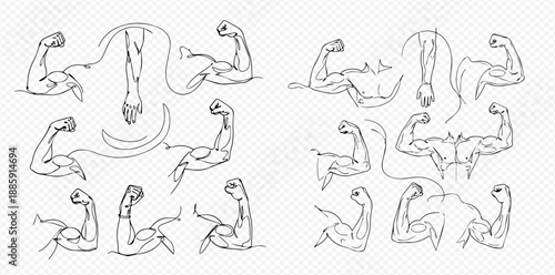 Set of human arm muscles in various poses and movements, hand drawn vector illustration.