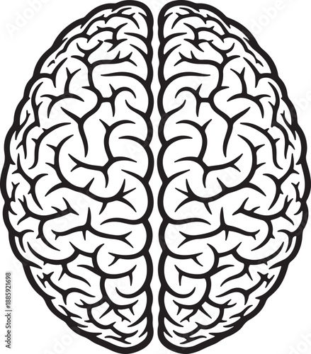 Black and white of a human brain with detailed gyri and sulci patterns also transparent background