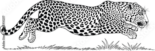 Adobe Illustrator Artwork