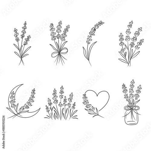 vector set of floral elements, lavender flowers 