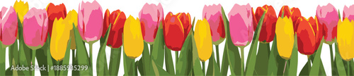 Vibrant Colorful Tulips Border Illustration on Black Background for Spring and Nature Design Vector Graphic