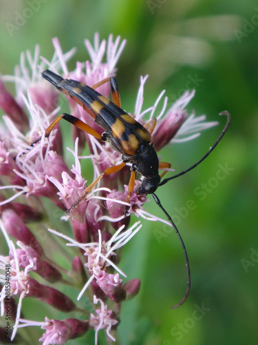 Longhorn beetle (Strangalia attenuata) feeding on hemp-agrimony flowers