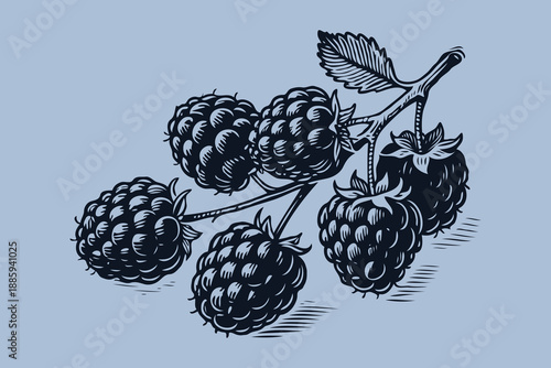 Cluster of raspberries with leaves in hand-drawn engraving style on blue background, concept of organic fruit and natural harvest