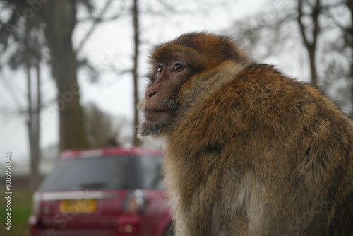 Barbary Macaque (Macaca sylvanus) in Winter at Woburn Safari Park, England 29 December 2025, close-up