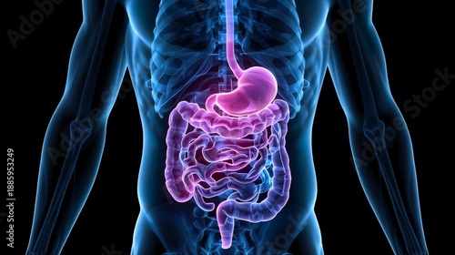 Human Digestive System with Transparent Torso and Skeletal Overlay
