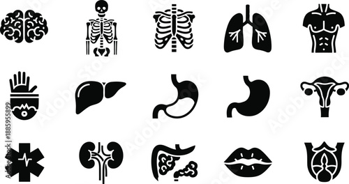 Human anatomy icons Vector