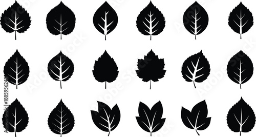 Collection of various leaf silhouettes Vector