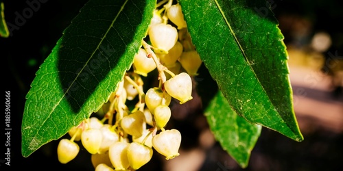 Slika na platnu Strawberry tree flowers. Madrid, Spain, Europe