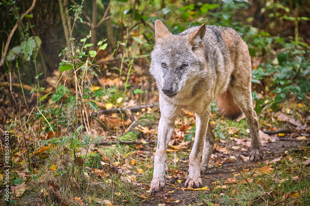 Obraz premium Europäischer Wolf ( Canis lupus ).