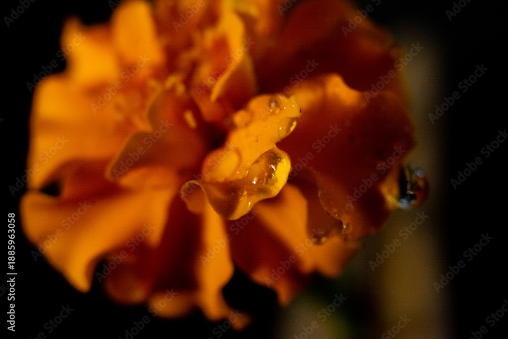 Fototapeta premium Macro photograph of a marigold flower.