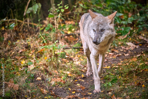 Europäischer Wolf ( Canis lupus ).