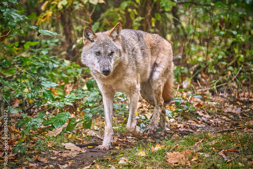 Europäischer Wolf ( Canis lupus ).