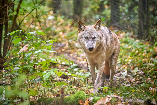 Europäischer Wolf ( Canis lupus ).