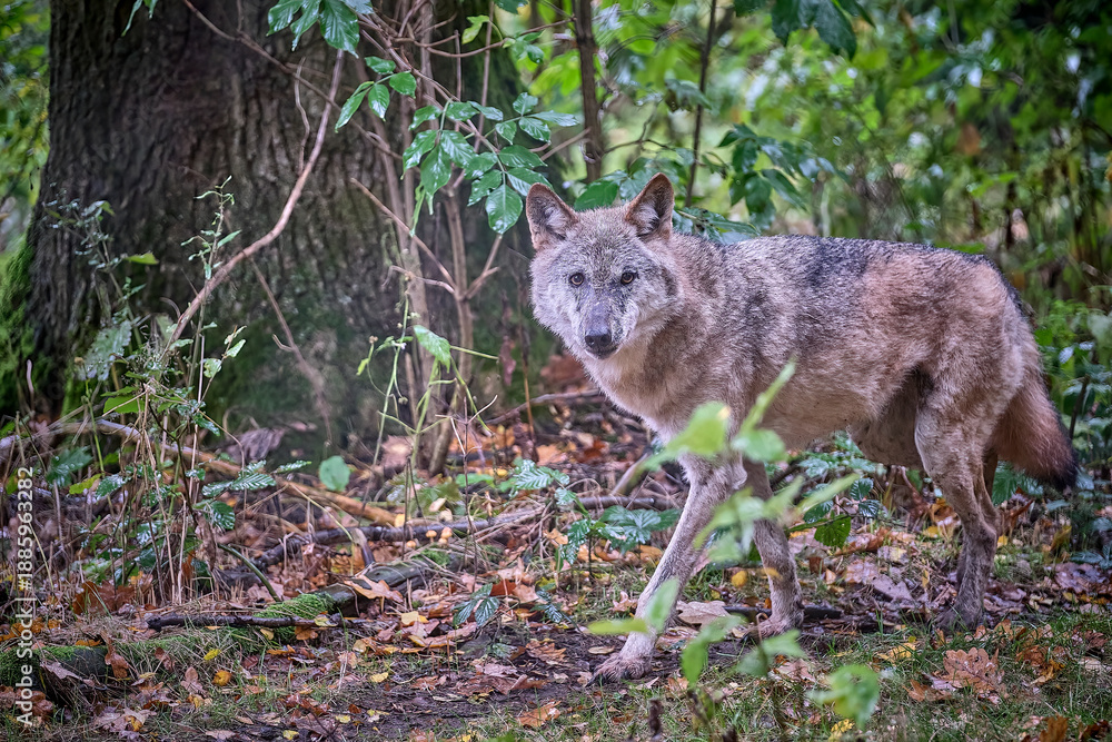 Fototapeta premium Europäischer Wolf ( Canis lupus ).