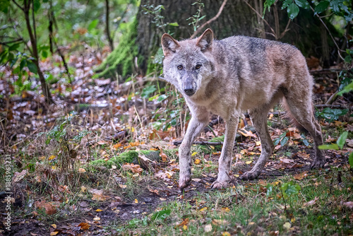 Europäischer Wolf ( Canis lupus ).