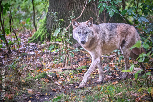 Europäischer Wolf ( Canis lupus ).