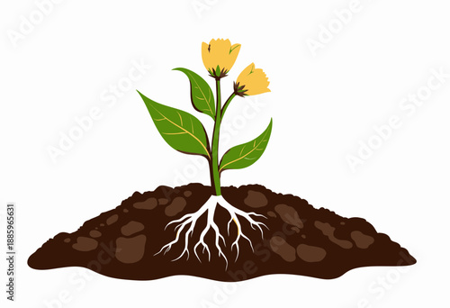 Vibrant Yellow Flowers Growing with Visible Roots in Rich Brown Soil Beneath Pure White Background Illustrating Natural Growth and Life Cycle