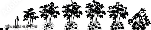 Black silhouette of life cycle of potato plant development from planting the tuber and sprouting to harvesting. Growth stages (phenophases) of potato plant isolated on white background