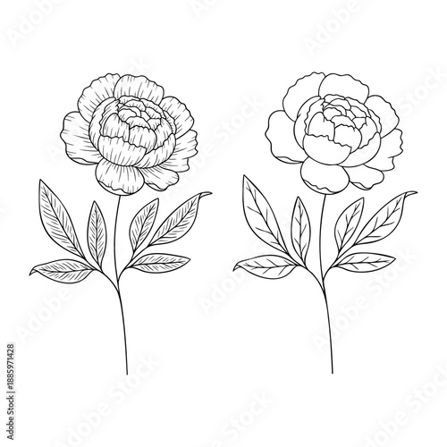 Peony november birth month flower, line art vector set in monochrome style. Hand drawn botanical illustration. Floral sketch expressing individuality, minimalism and tattoo design concepts.