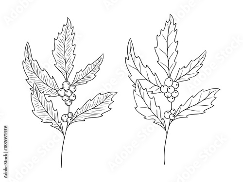 December birth month flower holly, line art vector set in monochrome style. Hand drawn botanical illustration. Floral sketch expressing individuality, minimalism and tattoo design concepts.