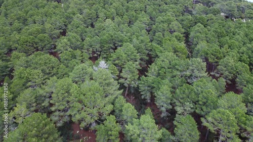 Cenital image of multitudinous pines in a cohesive forest stand, highlighting the rich green uniformity of this coniferous habitat.