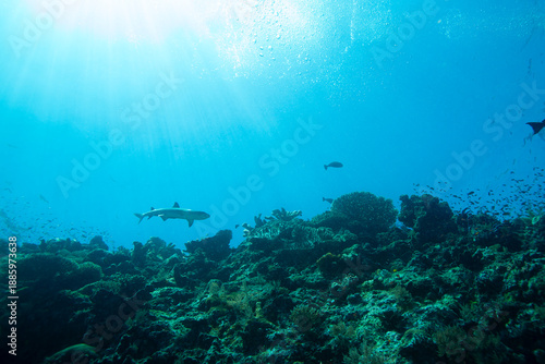 Foto Sharks swim through coral reef under sunlight in clear ocean water during mid-af
