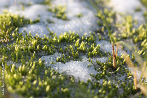 Tableau sur toile Fresh green moss pushing through melting winter snow showing seasonal awakening