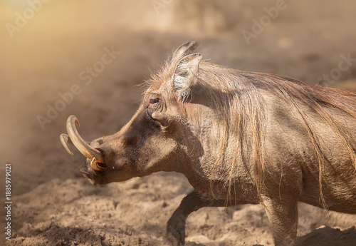 Schilderij op canvas Common warthog walking through dust in its natural habitat, with large tusks prominently displayed