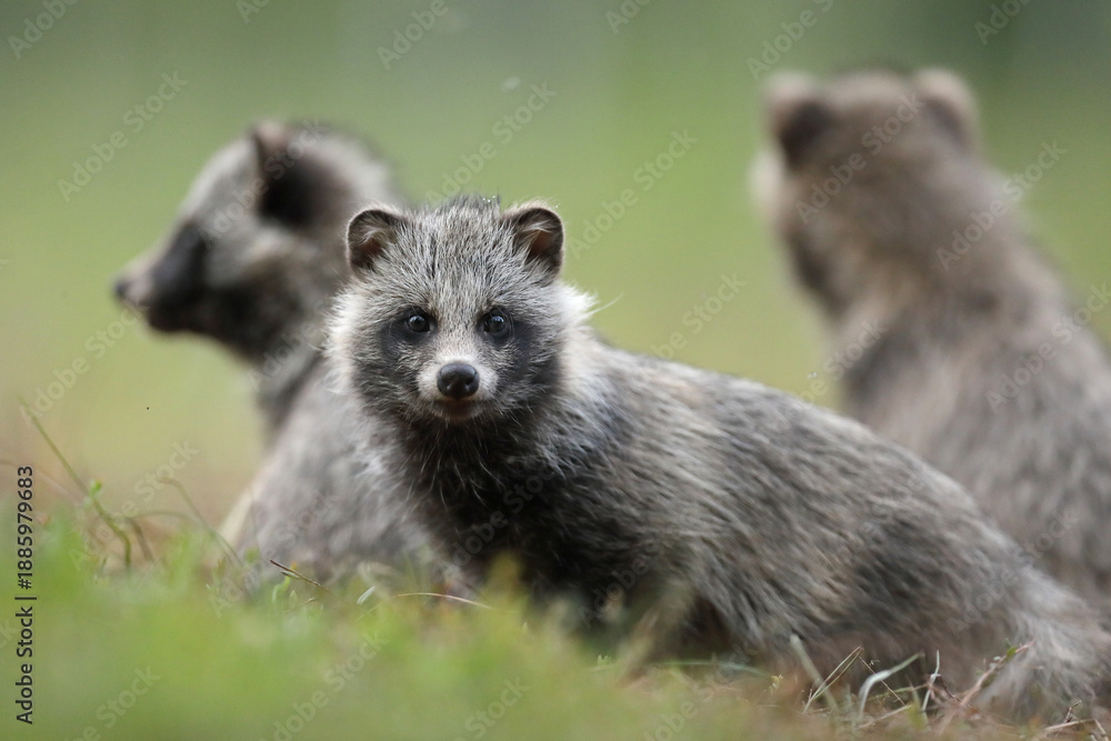 Fototapeta premium Jenot (Nyctereutes) raccoon dog