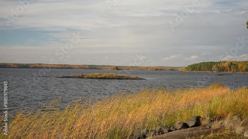 Autumn landscape on a lakeshore; yellow reeds sway in the wind on the lake; European nature in autumn.