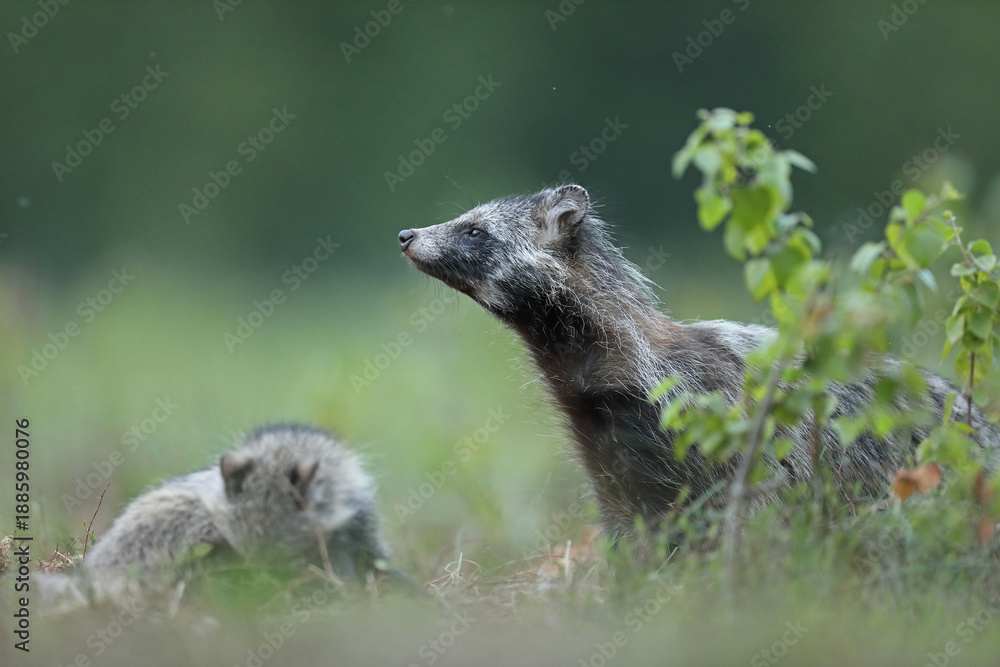 Fototapeta premium Jenot (Nyctereutes) raccoon dog