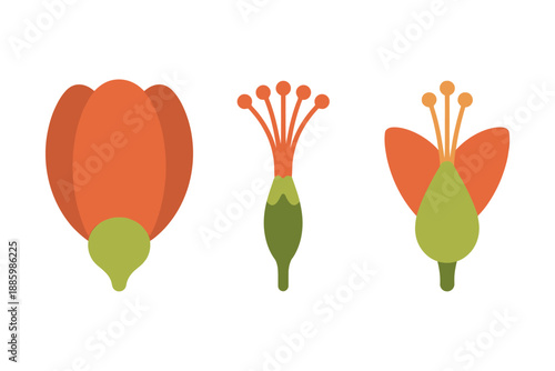 Colorful illustration of three stylized flowers in orange and green hues on white background