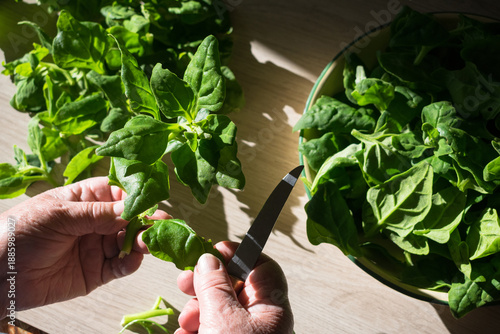 woman hands holding spinach and select the ones that are in good condition