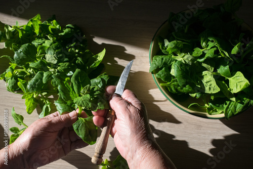 Senior woman hands cutting fresh spinach leaves on a wooden table. Healthy cooking concept