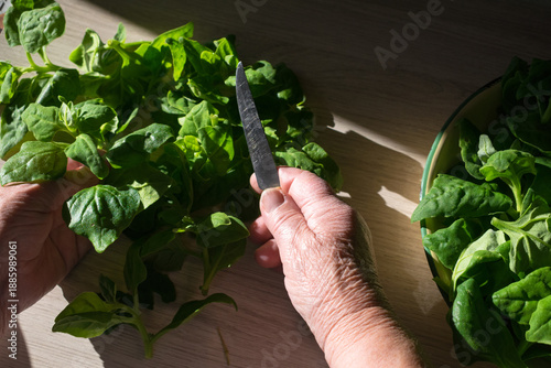 woman's hands with a knife and spinach on the table