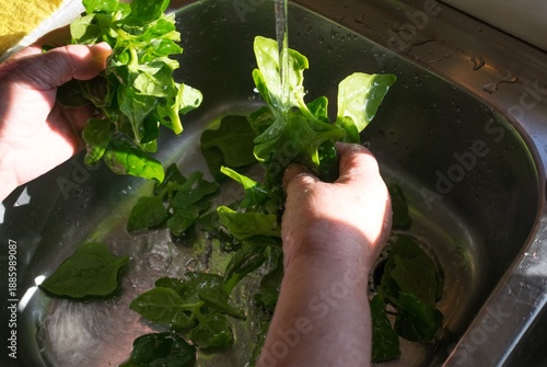 old woman's hands washing spinach with water under the tap