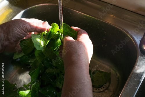 Washing fresh green spinach leaves under running water in a kitchen sink