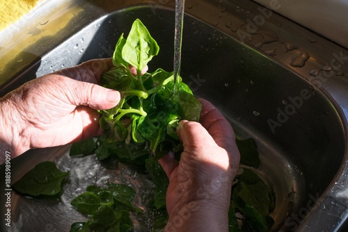 Washing fresh green spinach leaves under running water in a kitchen sink