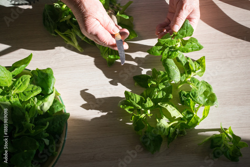 Senior woman hands cutting fresh spinach leaves on a wooden table. Healthy cooking concept