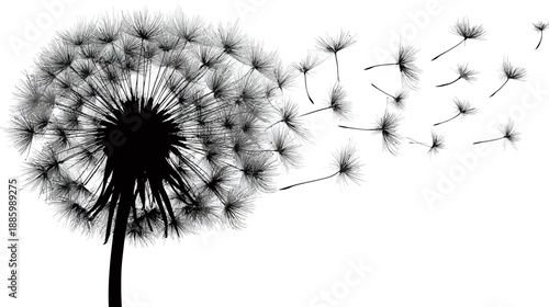 A detailed image of a dandelion in bloom, seeds blowing away in the wind, white background