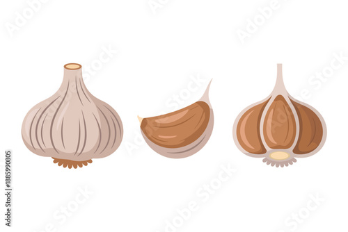 Garlic Bulb and Cloves Illustration