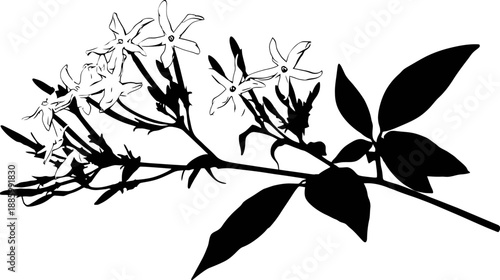 Black and white botanical illustration features jasmine blossoms, foliage, and stems