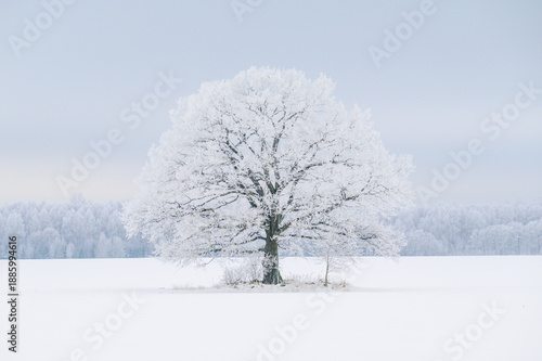 A large, frost-covered tree in the middle of the countryside in winter