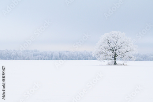 A large, frost-covered tree in the middle of the countryside in winter