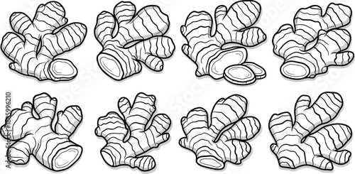 Hand Drawn Ginger Root Vector Set, Black and White Line Art Illustration, Fresh Organic Spice Ingredient Isolated on White Background
