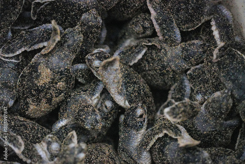 Tableau sur toile Group of baby sea turtle hatchlings covered in sand, crawling together