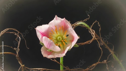 Poppy's Grace: An elegant poppy blossom, a symbol of serenity, unfolds its delicate petals amidst a backdrop of graceful, intertwining roots. Capturing the beauty of a plant's form and life cycle.