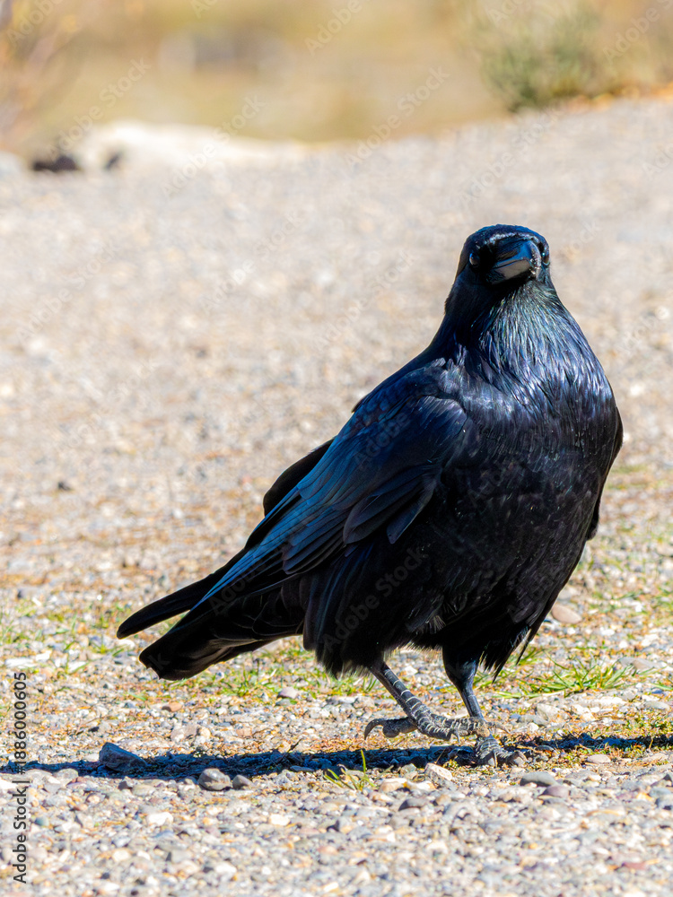 Fototapeta premium A Crow in Yellowstone National Park
