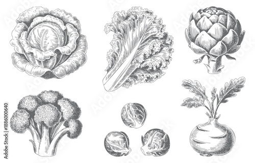 Botanical vegetable engraving artwork in classic ink style.
